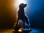 Air Bud geri döndü - gelecek yıl yeni film prömiyerleri