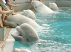 Marineland'daki beluga balinaları son anda kurtarıldı