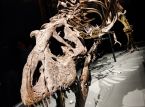 T-Rex fosilinin a&ccedil;ık artırmada milyonlarca satılması bekleniyor, ancak bilim insanları memnun değil