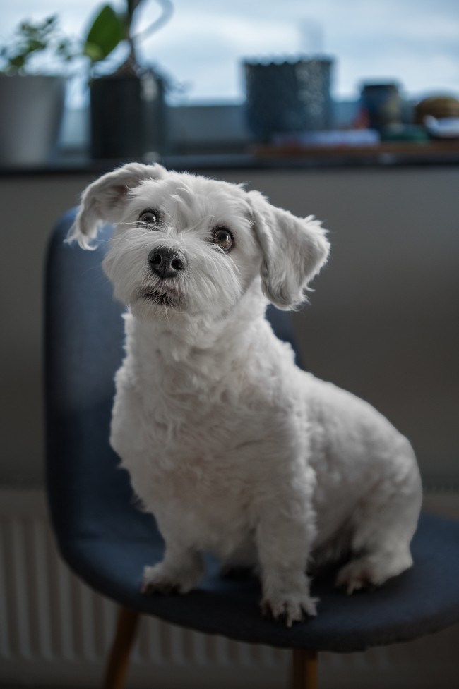 Clair Obscur: Expedition 33